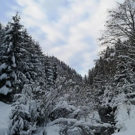 секвойя * Verkhnyaya Bystra